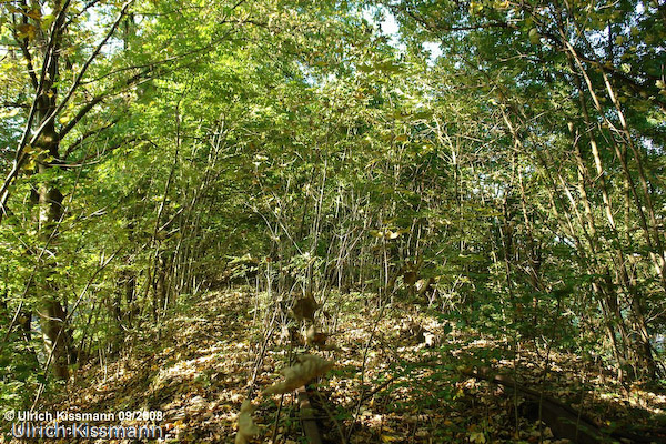 Nochmal ein Vorher-Nachher-Vergleich: Hinter dem Heider Viadukt kurz vor Morsbach im September 2008 ...